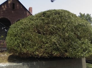 Bush Trimming by Alex Ruiz for Jill P. in Denver, CO