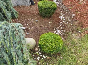Weeding by Matthew Grigsby for Cody M. in Puyallup, WA