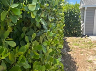 Bush Trimming by David Scheafnocker for Mauricio A. in Naples, FL