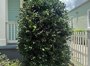 Bush Trimming by Brandi Juluke for Rebecca F. in New Orleans, LA