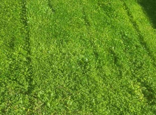 Chris H.'s Yard Cutting service result