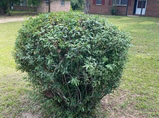 Bush Trimming by Judah Manus for Samantha D. in Cowarts, AL