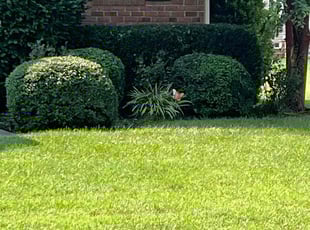 John B.'s Lawn Maintenance service result