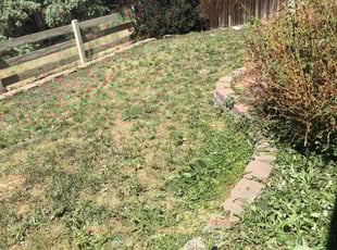 Weeding by Tom Davis for Deedee W. in Centennial, CO