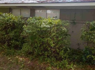 Bush Trimming by Gregory Lewis for Kyle S. in Baton Rouge, LA