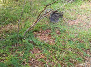 Leaf Removal by Dione Dunlap for Charles Y. in Salisbury, NC