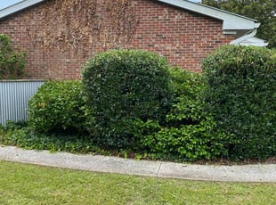 Bush Trimming by William Sellers for Paul D. in Charleston, SC