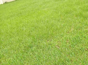 Alberto D.'s Lawn Service service result