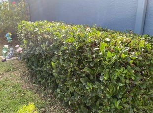 Bush Trimming by Jermaine Cooper for Ryan R. in Apopka, FL