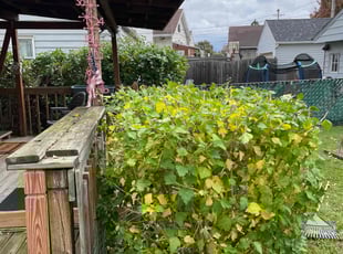 Bush Trimming by Scott Basinger for Barbara b. in Cleveland, OH