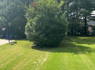 Bush Trimming by Valtoria Sears for Sophila J. in McDonough, GA