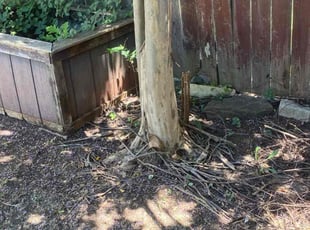 Bush Trimming by Keily Delgado Preciado for Janelle P. in Cedar Park, TX