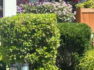 Weeding by Joseph Smith for Bill M. in Bel Air, MD