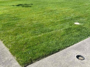 Rene P.'s Lawn Mowing service result
