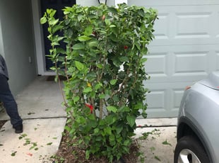 Bush Trimming by Jose Disla; for Jorge R. in Davenport, FL
