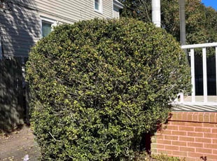 Bush Trimming by Joel Walton for Gabriela G. in Norfolk, VA