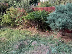 Bush Trimming by Sean Patterson for Emily B. in Littleton, CO