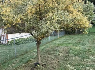 Bush Trimming by Kyran Bishop for Irene D. in Bellbrook, OH