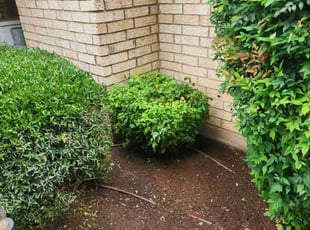 Bush Trimming by Noheli Diaz for Amy B. in Bedford, TX