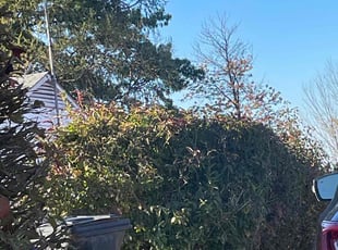 Bush Trimming by kiron douglass for Alan S. in Oakdale, PA