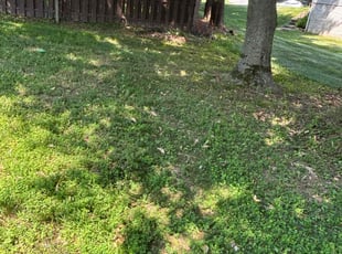 Cleanups by Edwin Villagran for Zia H. in Silver Spring, MD