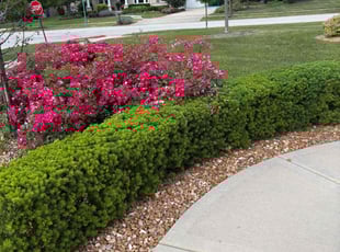 Bush Trimming by Maurice Williams for John G. in Mokena, IL