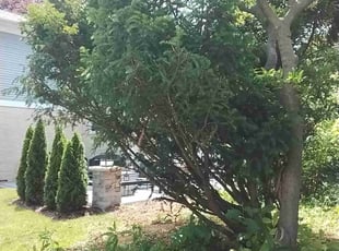 Bush Trimming by Pamela J Rivera Beltran for Kim T. in Arlington Heights, IL