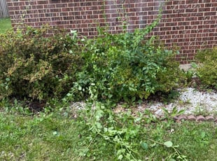 Bush Trimming by JosuΓ© j Martinez maradiaga for Thomas F. in Cheltenham, MD