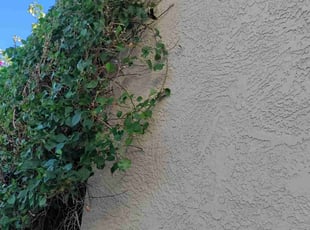Bush Trimming by Oscar Laureano for Julie B. in Mesa, AZ