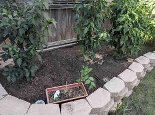 Weeding by Manuel Solis Soto for Veena D. in Plano, TX
