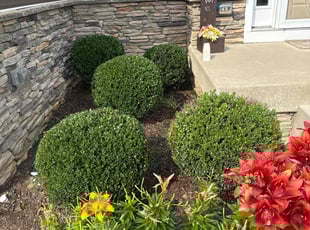 Bush Trimming by Arthur Bailey for Larry P. in Fredericksburg, VA