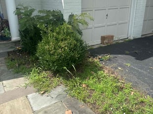 Weeding by Victor Ekunseitan for Jenny V. in Bethesda, MD