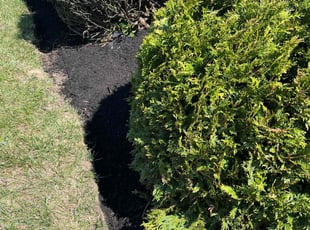 Mulching by Tonio Dewitt for Alicia T. in Blue Ash, OH