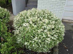 Bush Trimming by Kenneth Giarratano for Sozan M. in West Orange, NJ