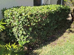 Bush Trimming by Jose Medina for Rafael D. in Davenport, FL