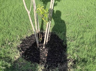 Mulching by William Tharpe for Austen M. in Krum, TX