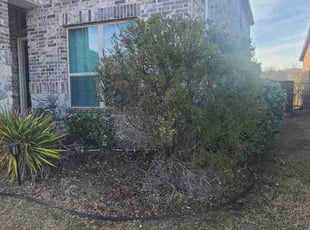 Bush Trimming by Michael Gill for Mehak A. in Irving, TX