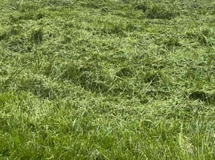 Kighe H.'s Lawn Service service result