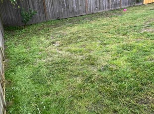 Cleanups by Dijon Wiley for Katrina M. in Puyallup, WA