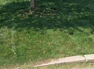 Angela L.'s Yard Cutting service result