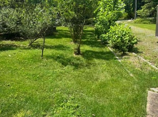 Bush Trimming by Manny Chavez for Victor B. in Nokesville, VA