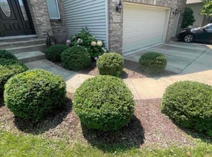Bush Trimming by Ivan Angulo for Claude R. in Plainfield, IL