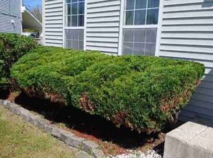 Bush Trimming by Anthony Avila for Donald W. in Romeoville, IL