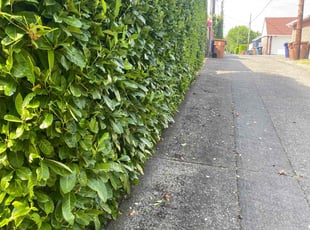 Bush Trimming by Joseph Fullner for Terry C. in Tacoma, WA