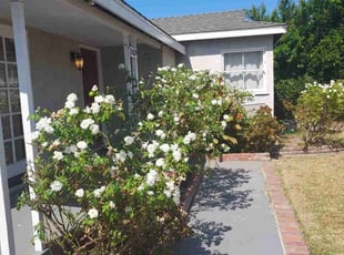 Bush Trimming by Cuauhtemoc Armenta for Mary G. in Los Angeles, CA