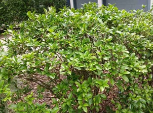 Bush Trimming by Joshua Walker for Gerald R. in Atlanta, GA