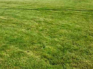 Robert P.'s Lawn Mowing service result