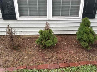 Weeding by joshua Coonradt for Muiasar A. in Raleigh, NC