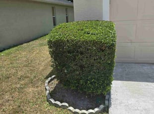 Bush Trimming by Jon Mccormick for Stephen N. in Longwood, FL