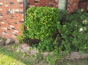 Bush Trimming by Karlie Young for James W. in Norman, OK